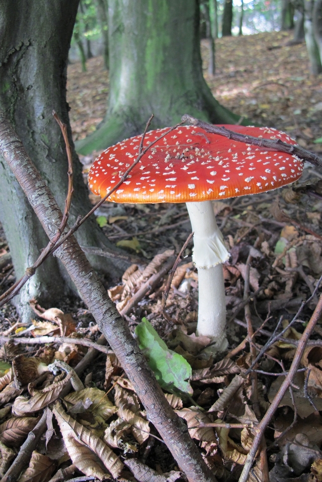 fungus - Amanita Muscaria