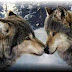 Facts About Wolves - strangefacts