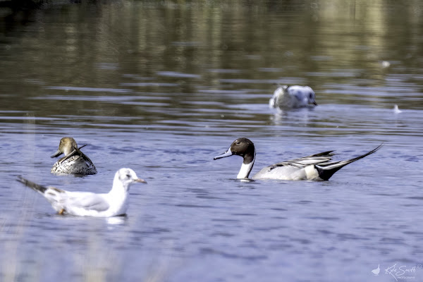 Pintail