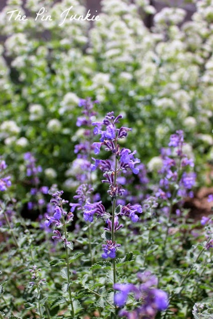 catmint