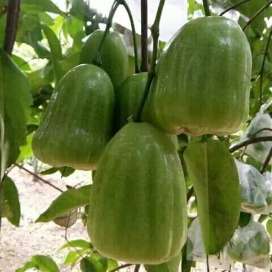 bibit jambu kiojok tanaman unggul manis paling super Jambi