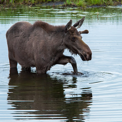 Bull Moose, Taylor Reservoir