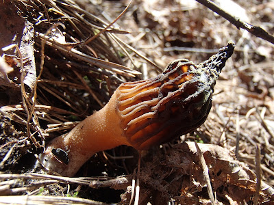 smardz wyniosły Morchella elata