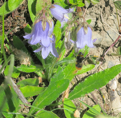 harebell, Campanula rotundifolia with bee