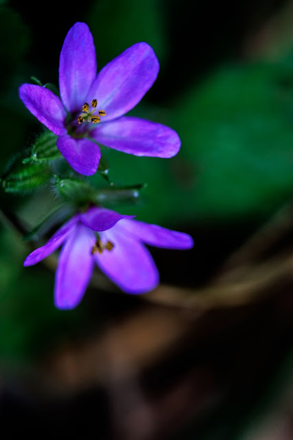 Fotografía macro de flores