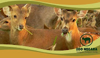 Brochure Zoo Negara2