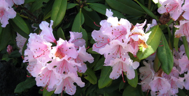 landscape ideas for rhododendron