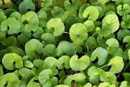 brahmi leaves
