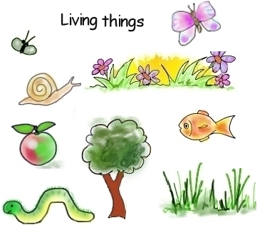 #13 Summary of Classification of Living things | Biology Notes for IGCSE 2014