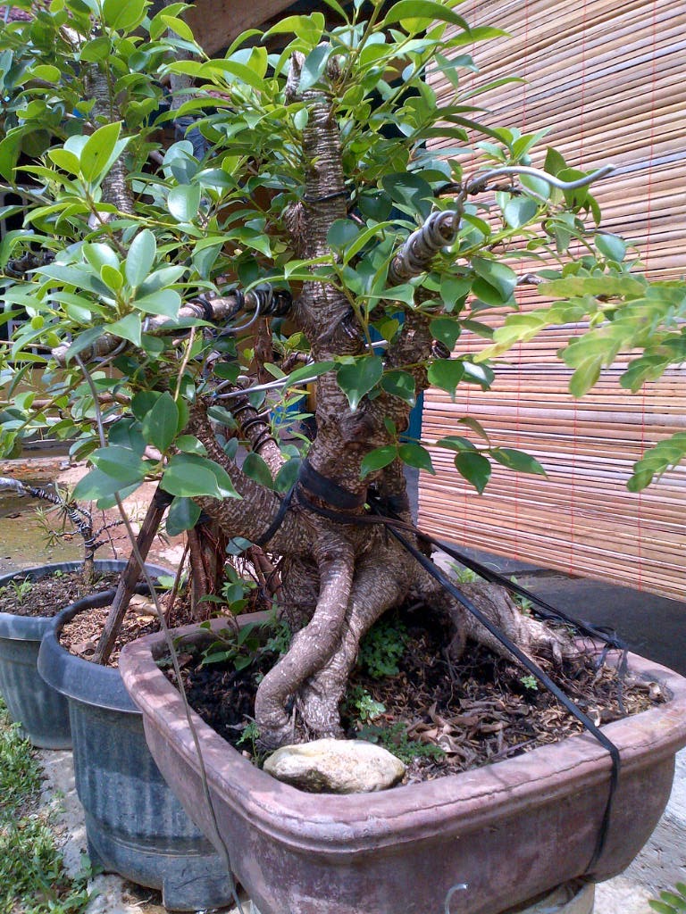 Blog Tempat berbagi hobi bonsai Beringin Kimeng  Ficus 