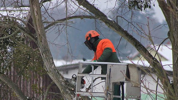Tree disease treatments include carefully pruning out affected limbs and branches