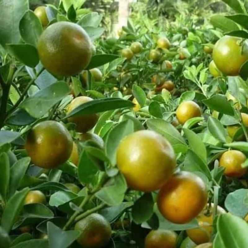 jual bibit buah jeruk tanaman sonkit terlaris manis Sumatra Selatan