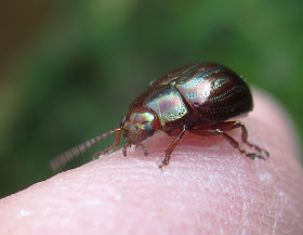 Rosemary beetle, Chrysolina americana, in my back garden in Hayes.  Found on a Euphorbia leaf.  It's about the size of a ladybird. 26 April 2011.