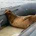 Anjing Laut ini Curi Perahu dari Pasangan Pengantin Baru