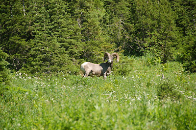 We came across lots of wildlife on our hikes