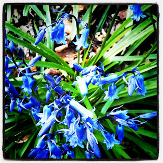 bluebells