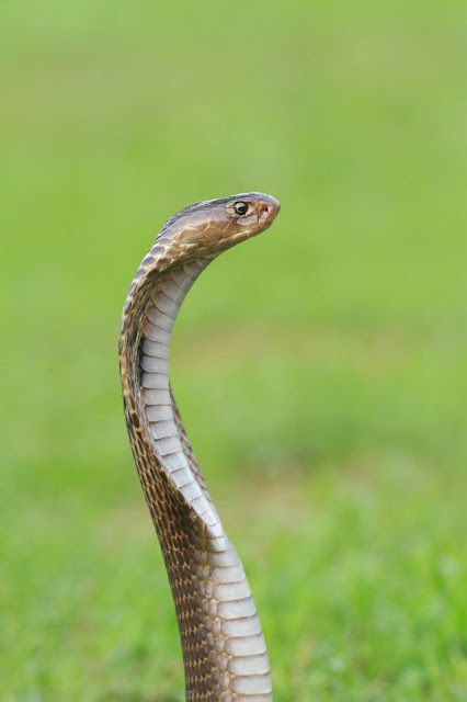 Indian Cobra