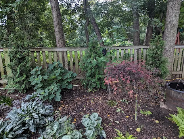 Layered Garden Bed with Green Giant Thujas - upright evergreens - at back with Japanese Maple in front