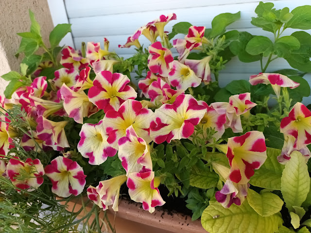 Surfinia o petunia péndula (Petunia x atkinsiana).