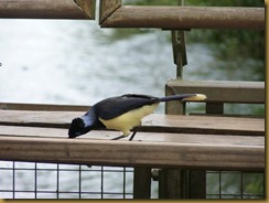 Black crested Jay