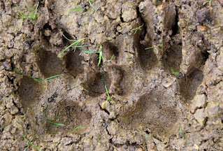 Jada's footprints in the mud