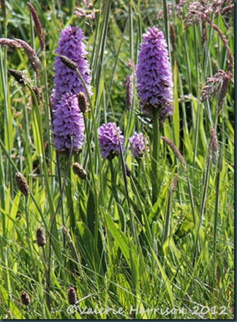 9-orchids