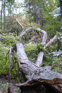 tree over creek blog