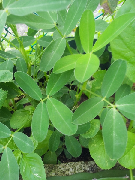 TanamSendiri com Grow Your Own Tanam Sendiri Kacang  