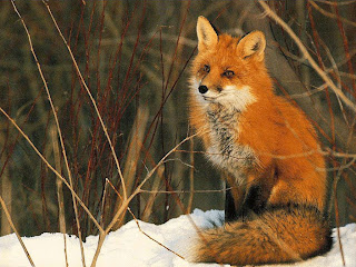 red fox wallpapers