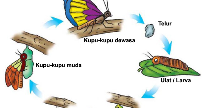 Proses Metamorfosis Kupu  kupu  Adhitya Nugraha Novianta