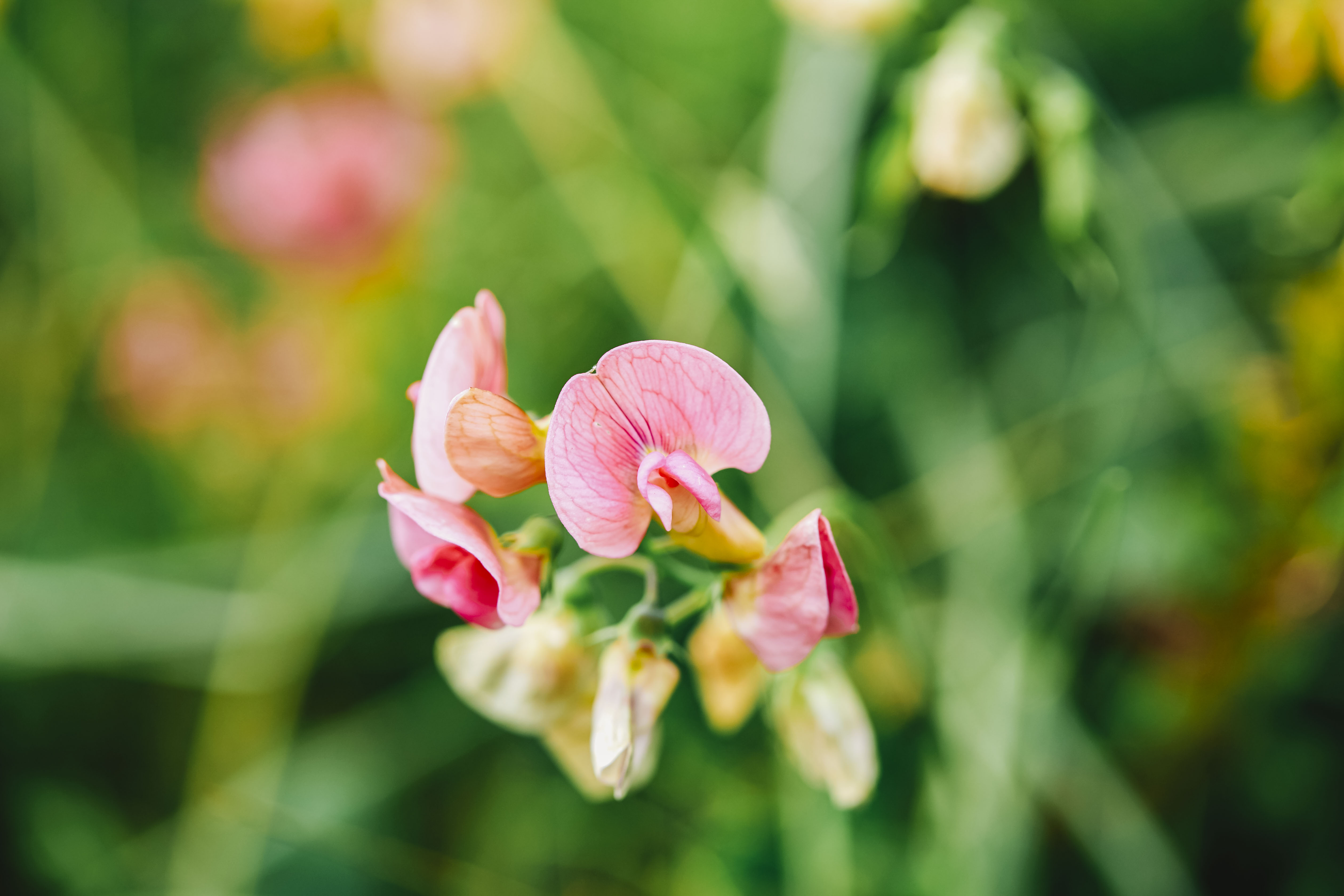 Sweet Peas