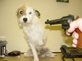 New Testament Christian Church No Pet Rule Now Called A Policy - Dog Cringes in Fear before a Revolver / Handgun
