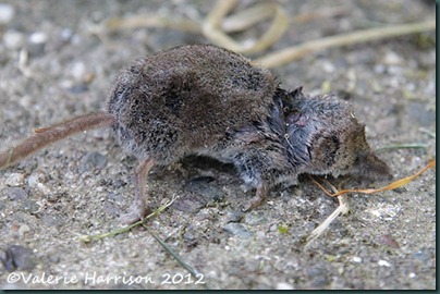 shrew