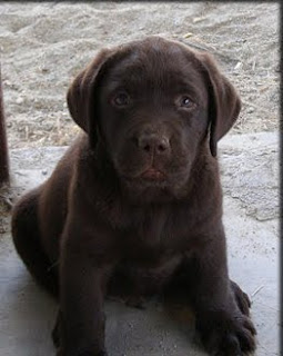 Chocolate Lab Puppies