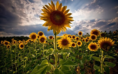 sunflower pictures