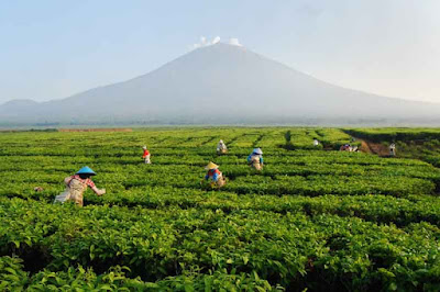 Kebun-Teh-Kayoe-Aro