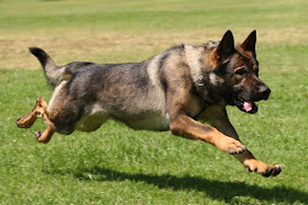 Police/military dogs