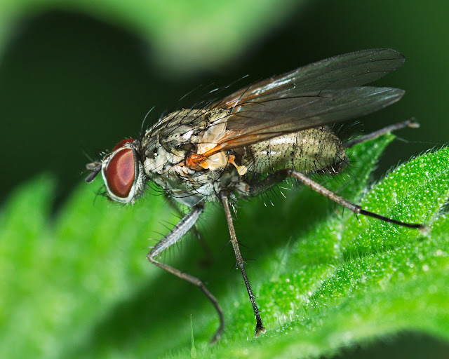 Wildlife Makroaufnahme einer Fliege