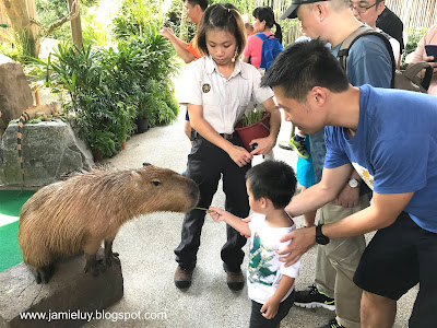 River Safari Feeding Capybara