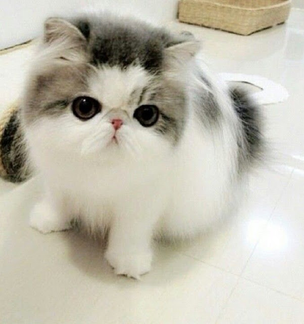 Persian cat