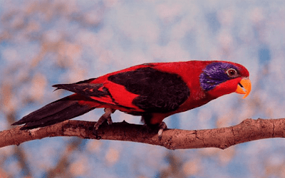  Burung nuri atau ada juga orang yang menyebutnya dengan burung perkici dan burung kasturi 18 Jenis Burung Nuri di Indonesia yang Wajib Anda Ketahui