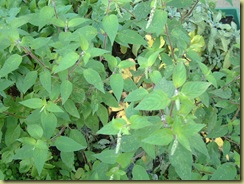 DSCF0023