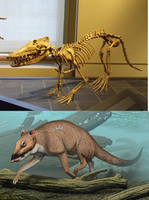 Esqueleto fósil y reconstrucción paeloartística de Pakicetus spp. Para ser francos el involucrum no es la única cosa que salta a la vista cuando te acostumbras a los cráneos de las ballenas primitivas, la forma de sus dientes y hocicos son muy características.