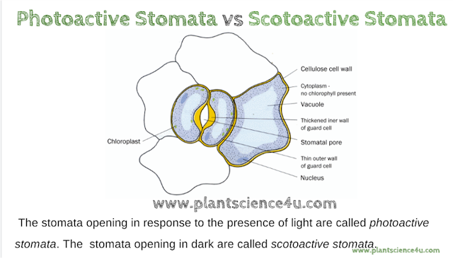Photoactive and Scotoactive stomata