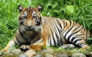 Gambar Hewan  hewan  Langka  di  indonesia  Kopi ireng com