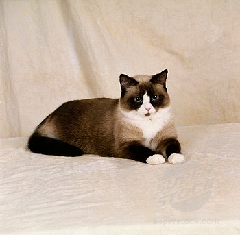 snowshoe cat