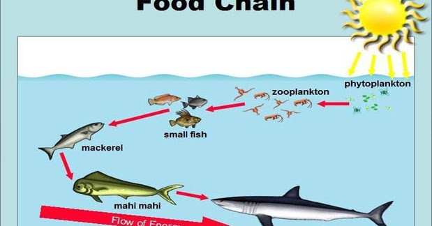 14 Contoh Rantai Makanan Di Laut, Gambar, dan Penjelasannya