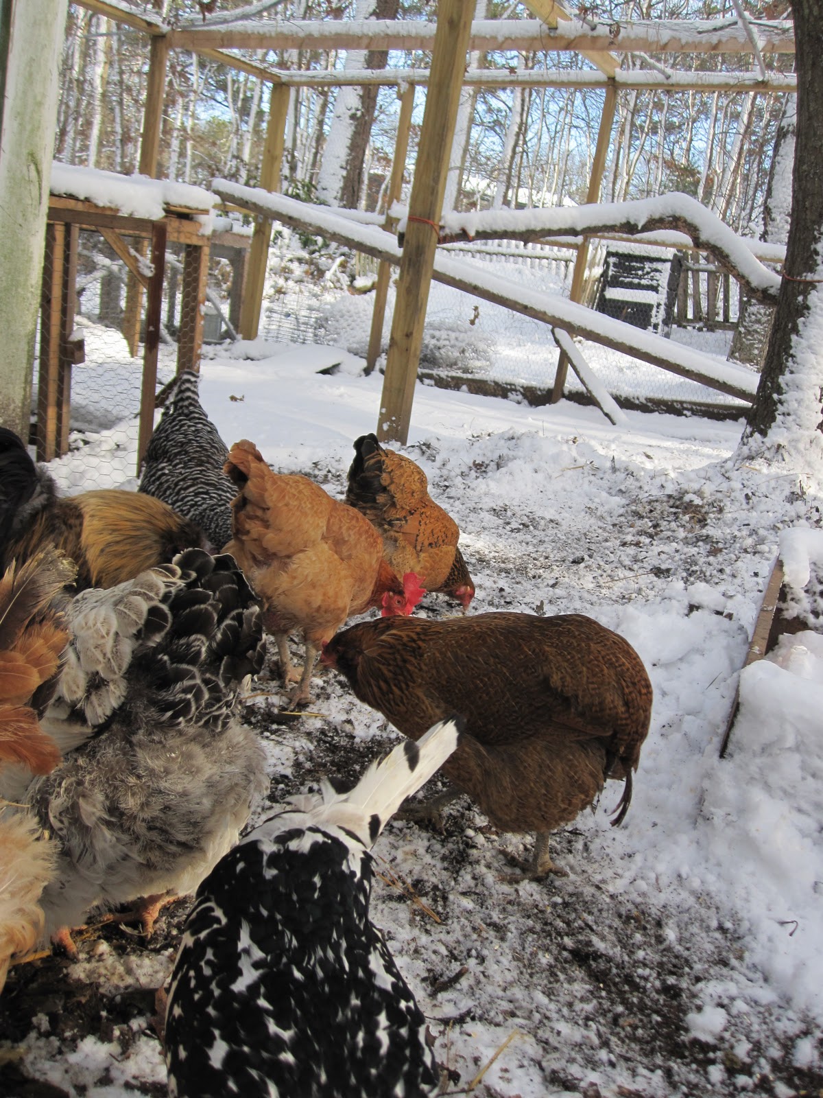 to find some passive solar heating options for winter. Could a chicken ... Tilly's Nest: Heating the Chicken Coop