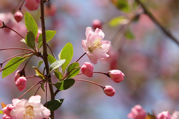 Coldiretti: con la primavera anticipata agricoltura in tilt