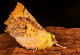 Canary-shouldered Thorn, Ennomos alniaria.  Hayes, 20 July 2017.